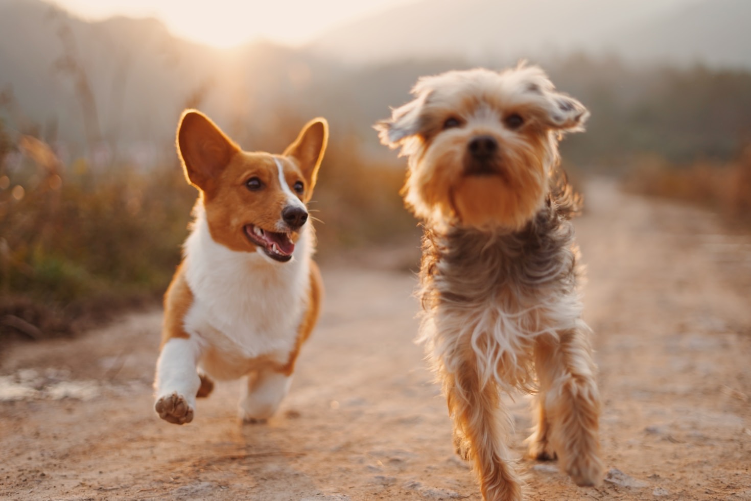 Come educare il tuo cane con metodi dolci