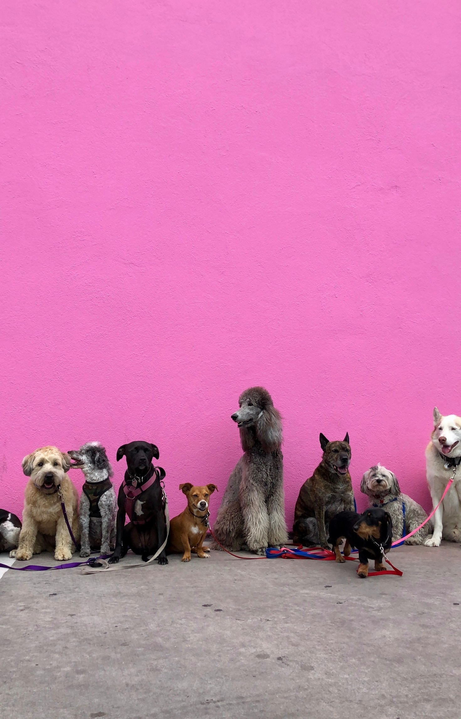 Gli errori comuni nell’educazione del cane