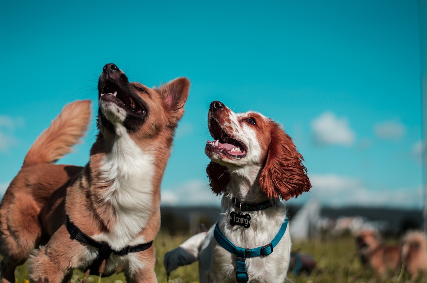 Corgi: caratteristiche e curiosità della razza