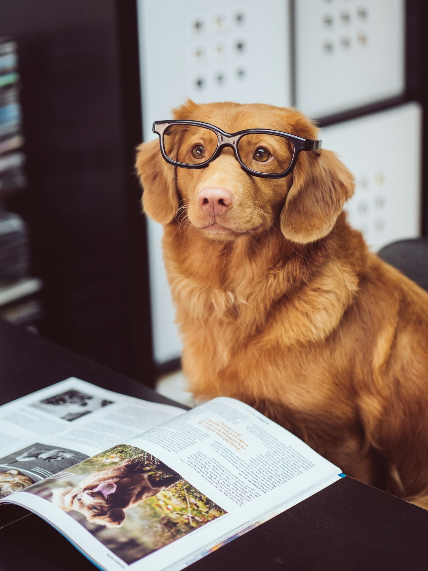 L’importanza dell’allevamento etico per i Corgi