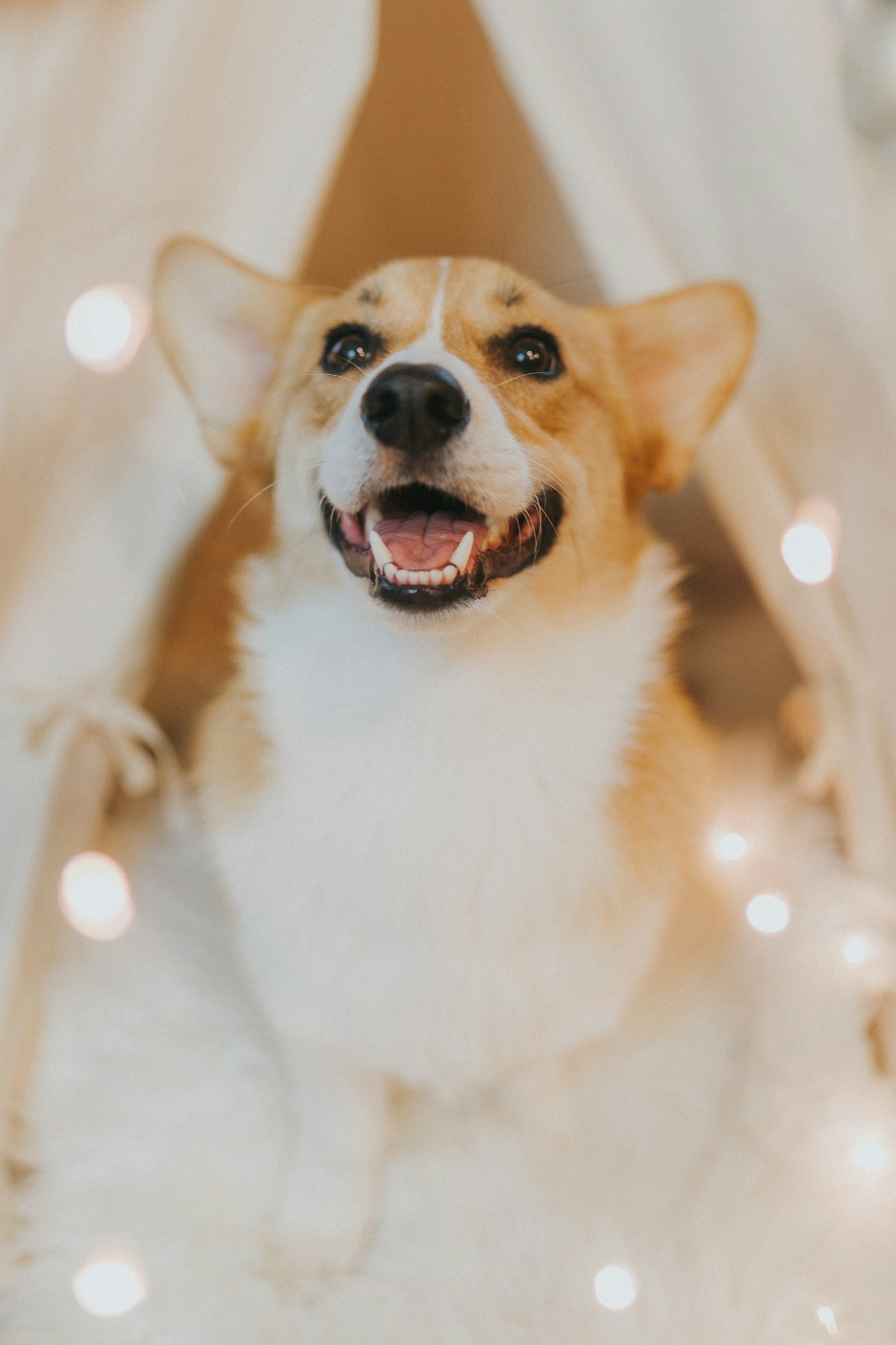 Attività quotidiane per un cane sano e attivo