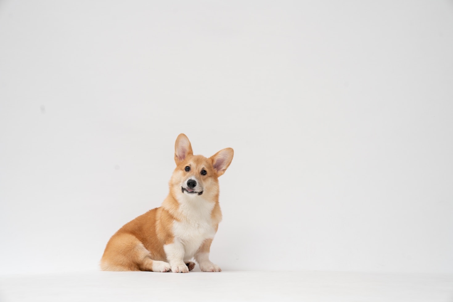 Alimentazione naturale: il segreto per il benessere del cane