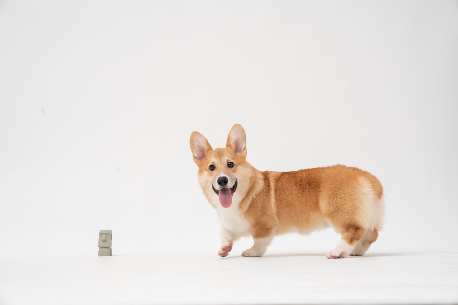 Come scegliere un cucciolo di Corgi etico