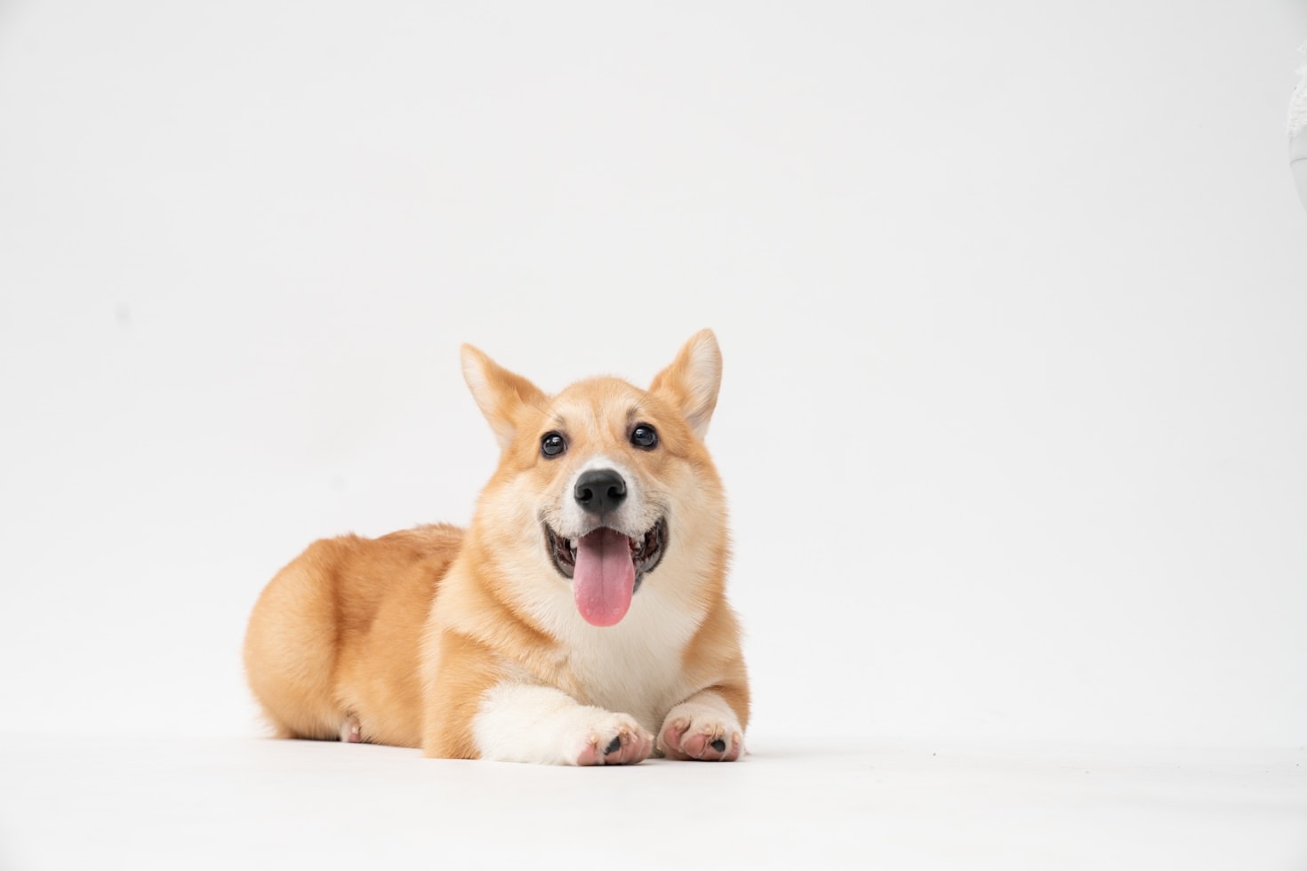 Consigli per migliorare il legame con il tuo cane